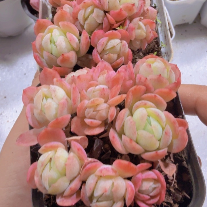 香水贝瑞王炸一颗
