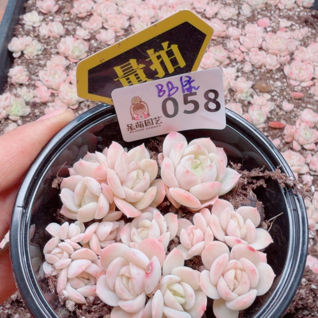 多肉植物多肉植物