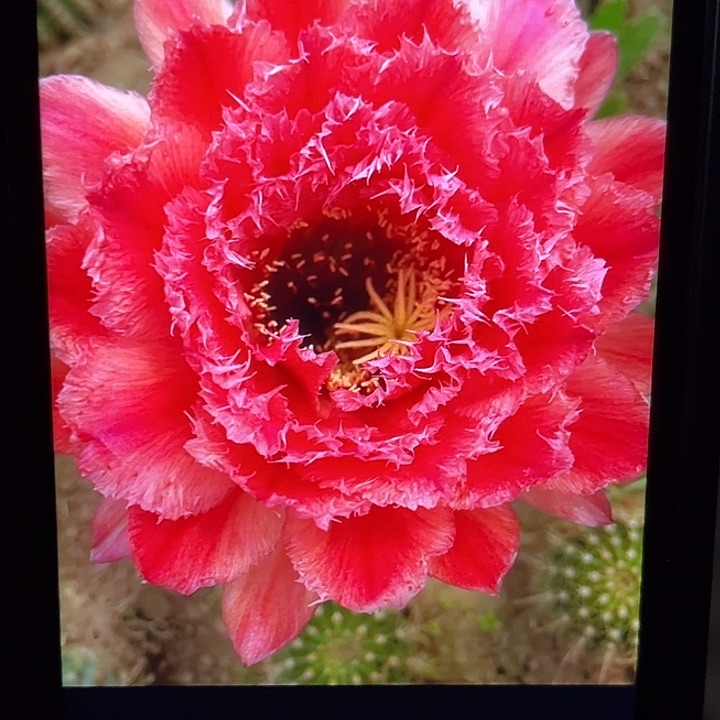 清清1号毛花柱7厘米