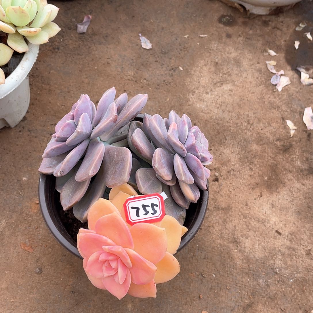 755紫乐锦一物一拍多肉