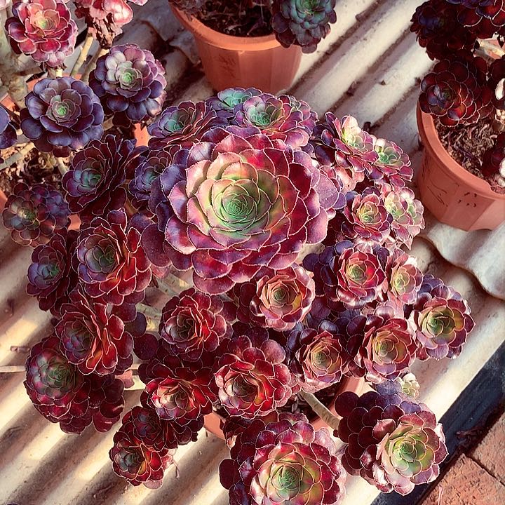 晚霞圆叶，多肉植物