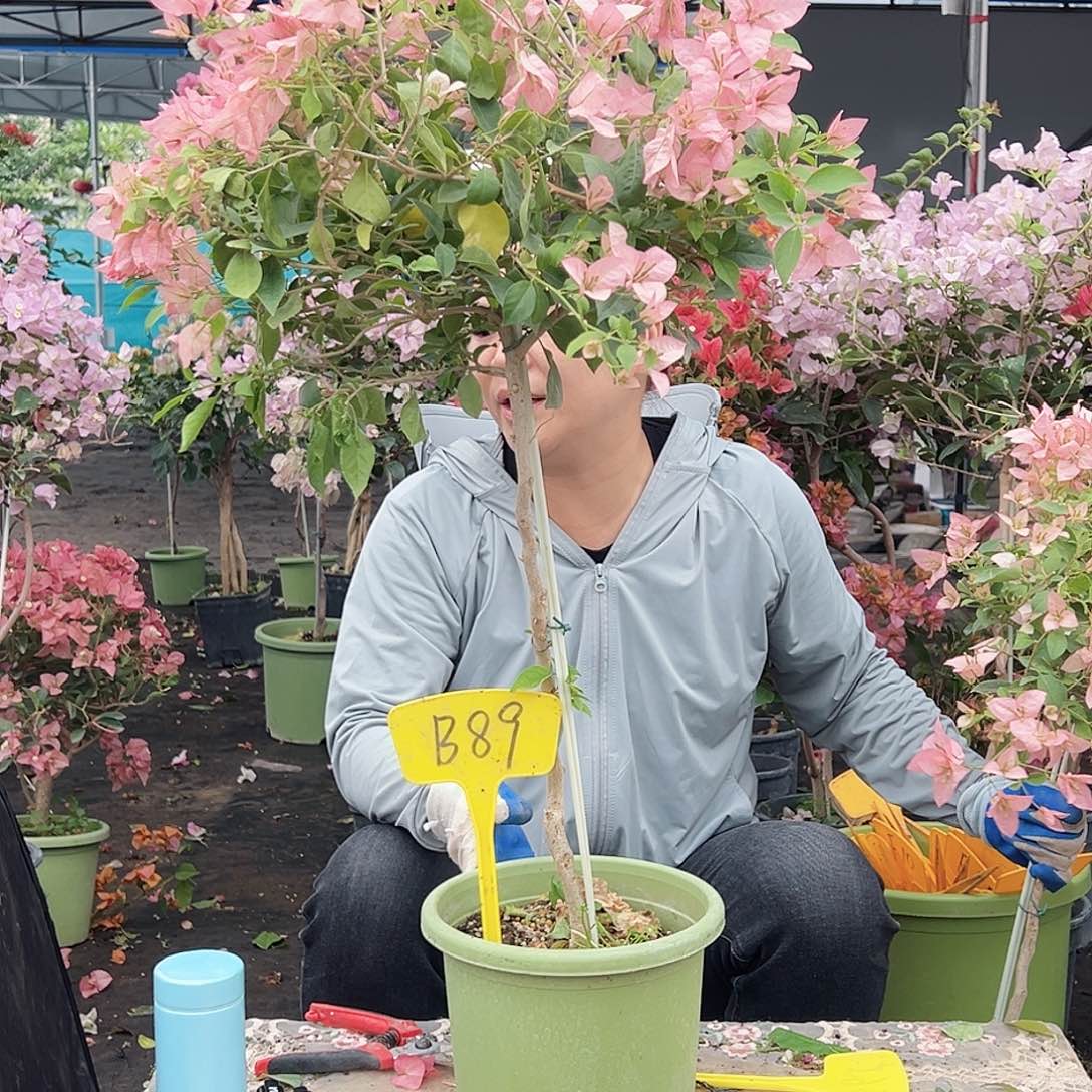 一***姐大部分花苞少量开放B89婆罗洲樱花