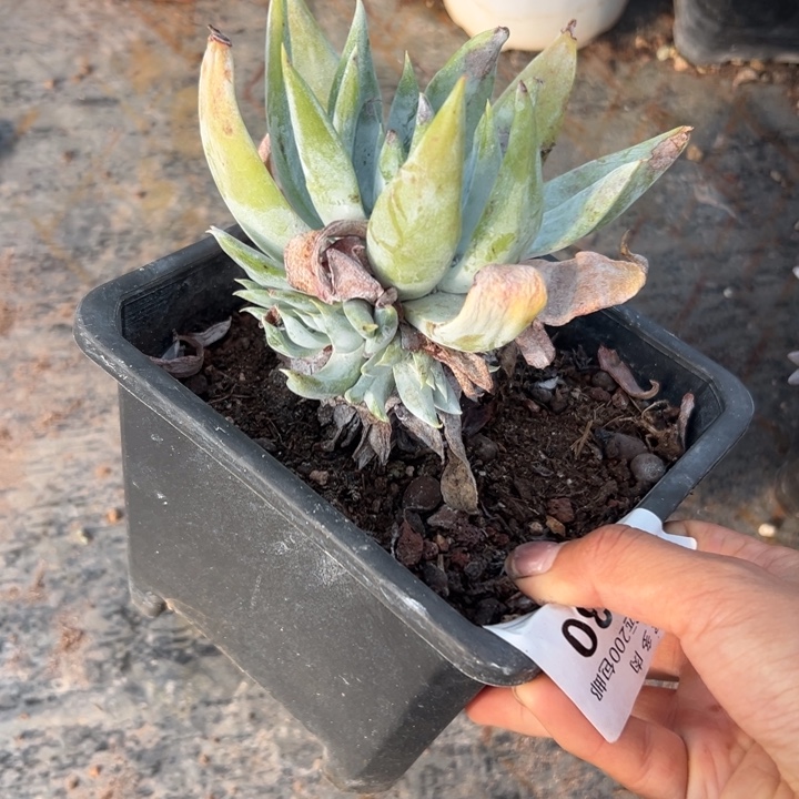 安东尼～带崽～一物一拍11830