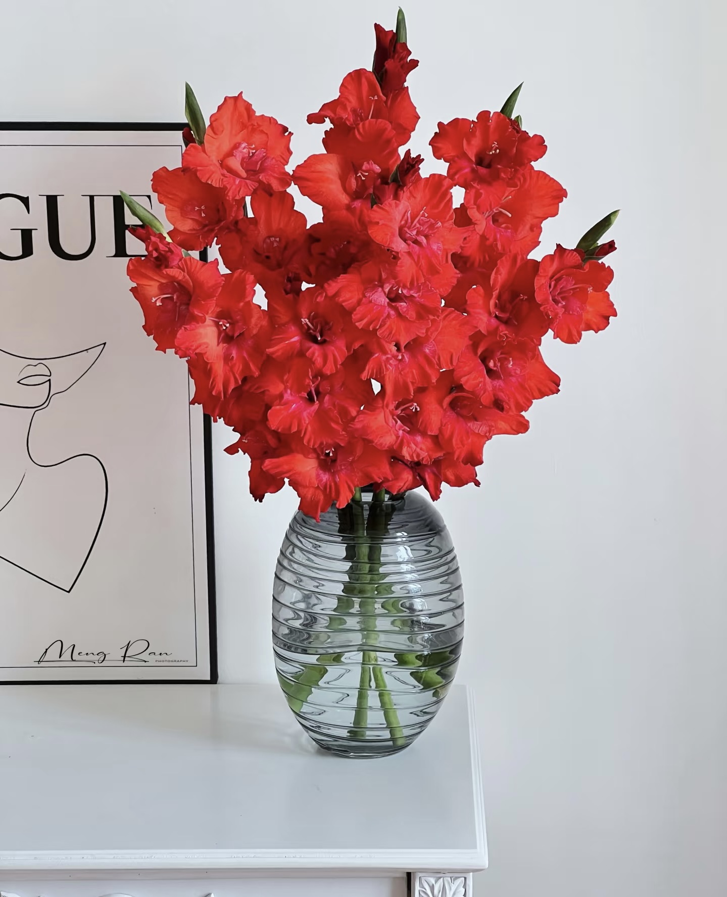 三岁花集-剑兰红色（两单顺丰冷链包邮）