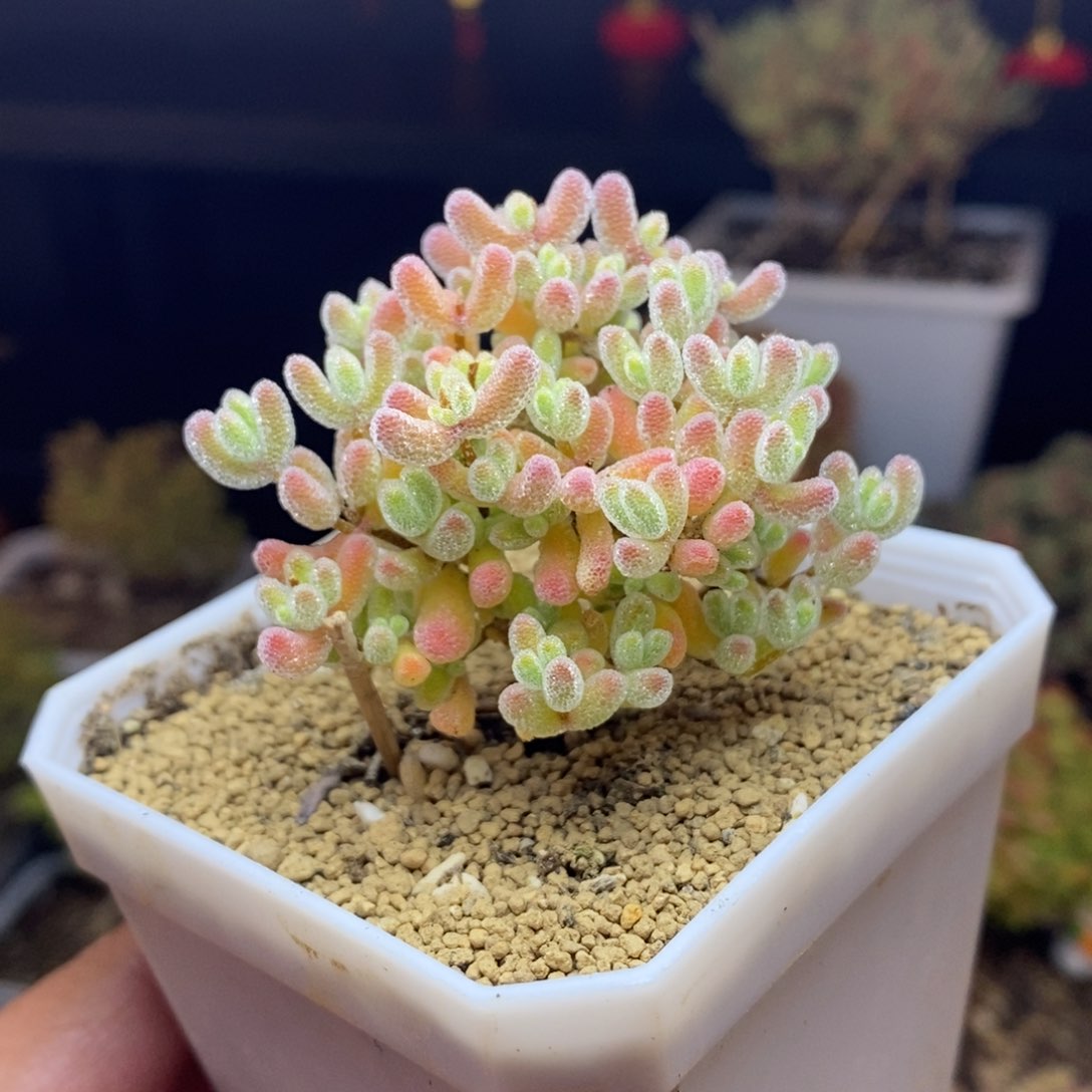 125号优选冰晶枝干（特价）