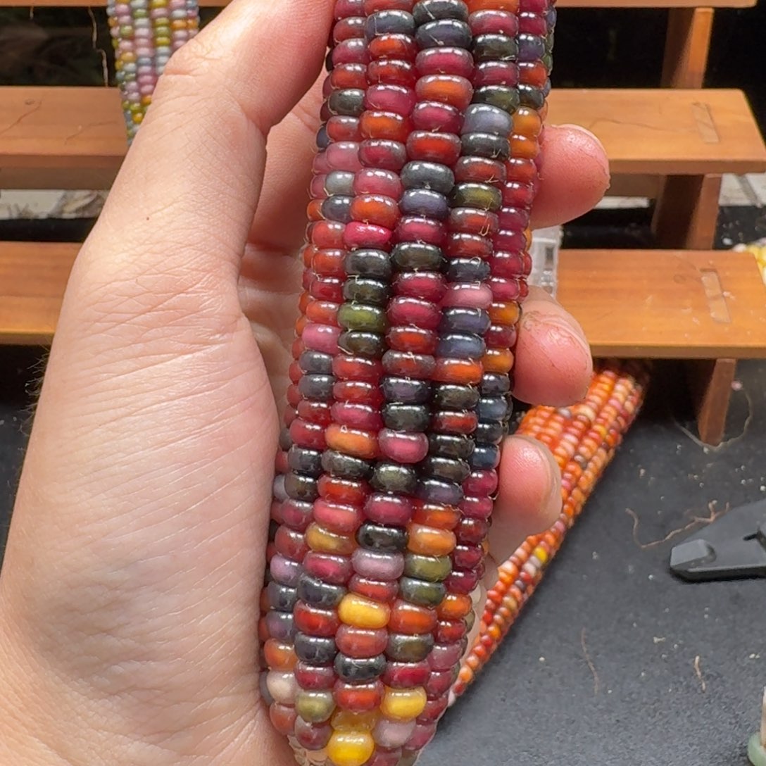 碧***天七彩宝石文玩玉米