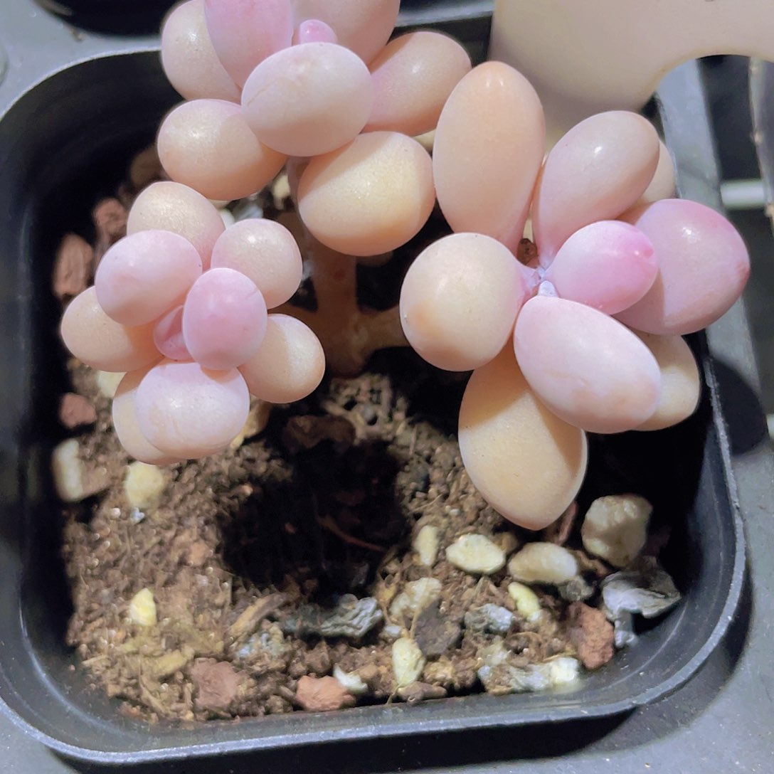 水光针桃蛋e079一物一拍