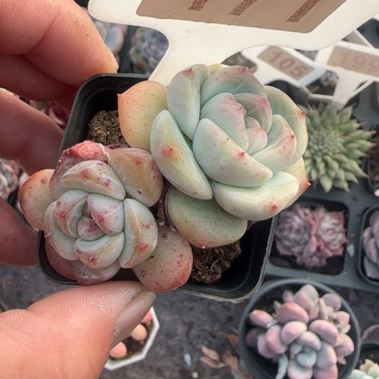 171新品珍妮多肉植物多