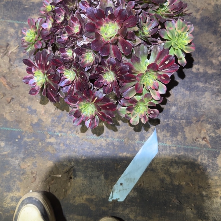 一物一拍不包侧枝66