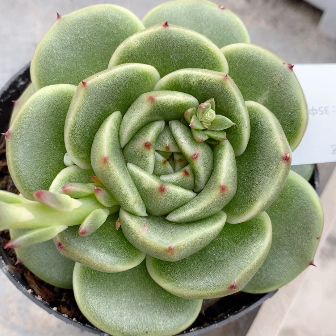 东云系多肉植物289号