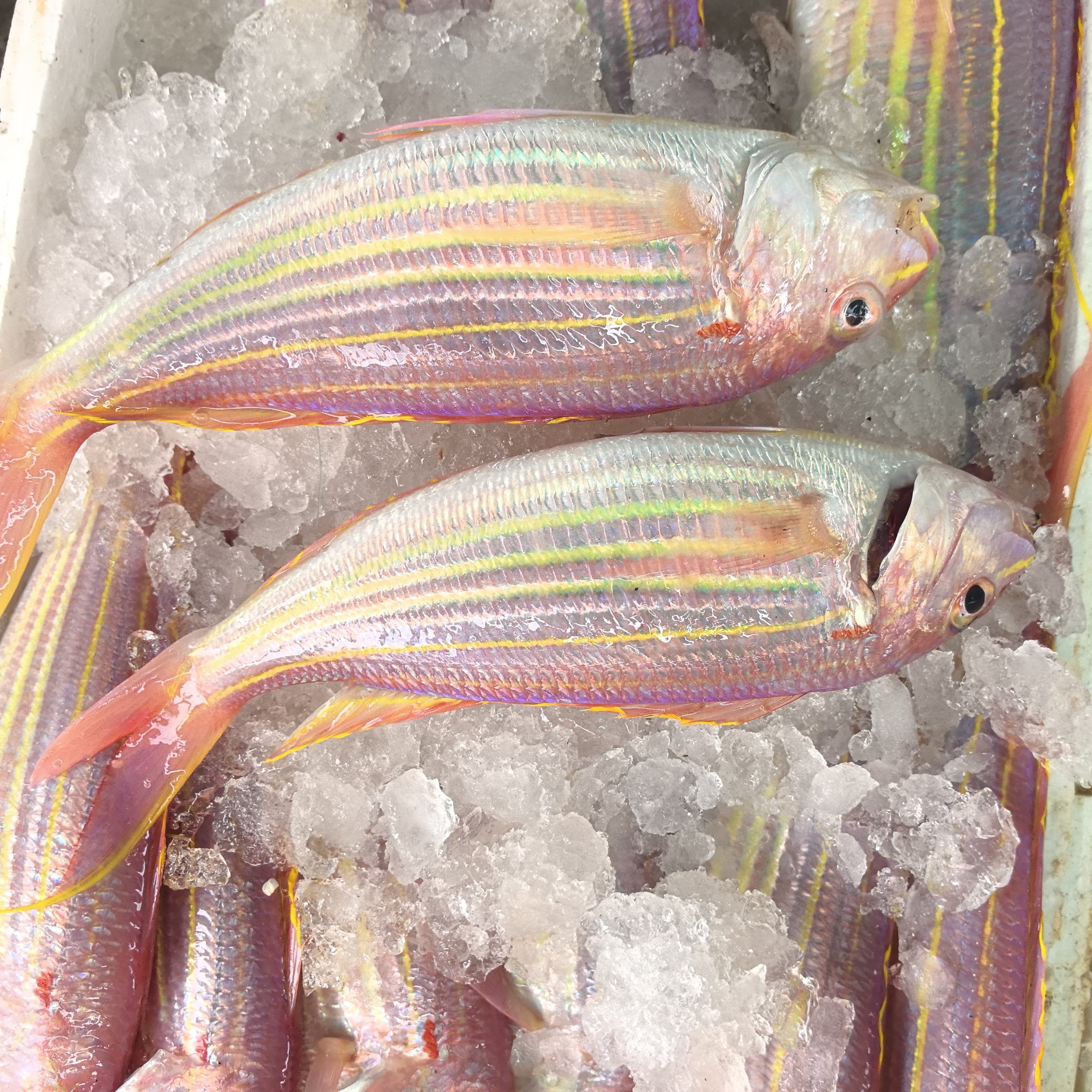 外罗港海钓新鲜红杉鱼