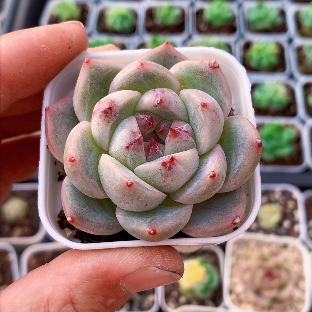 白体暗纹胖子30号孤品