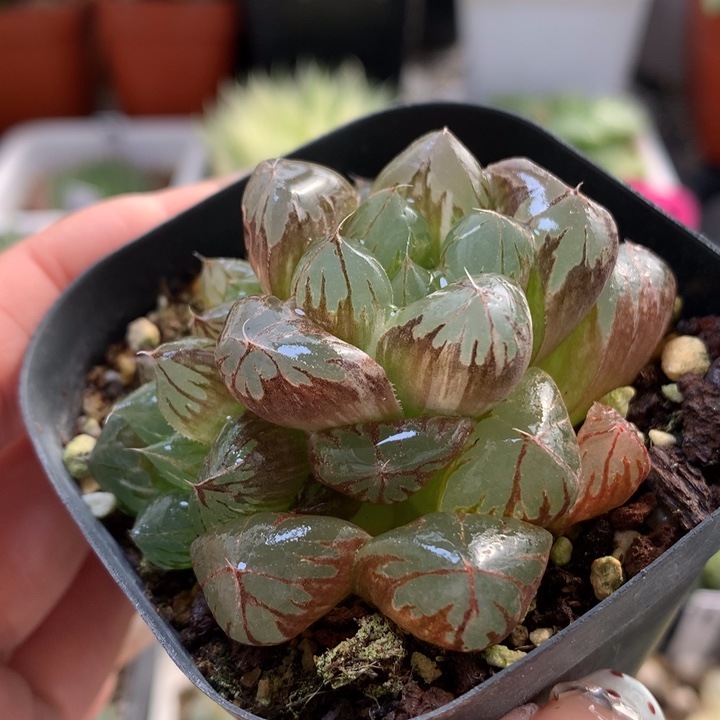 白锦水灵玉露带盆土发货