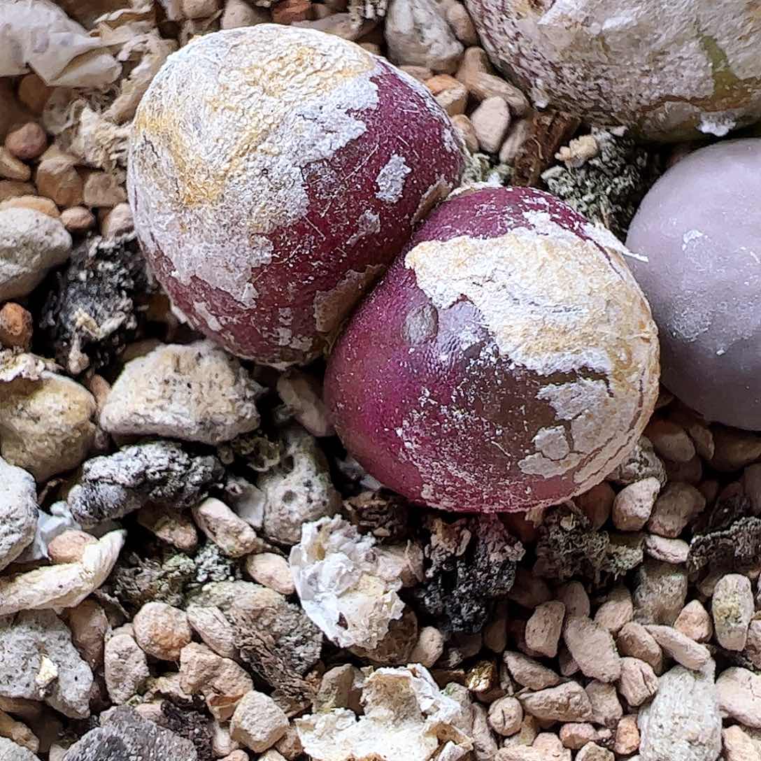 双头小灯泡………………………