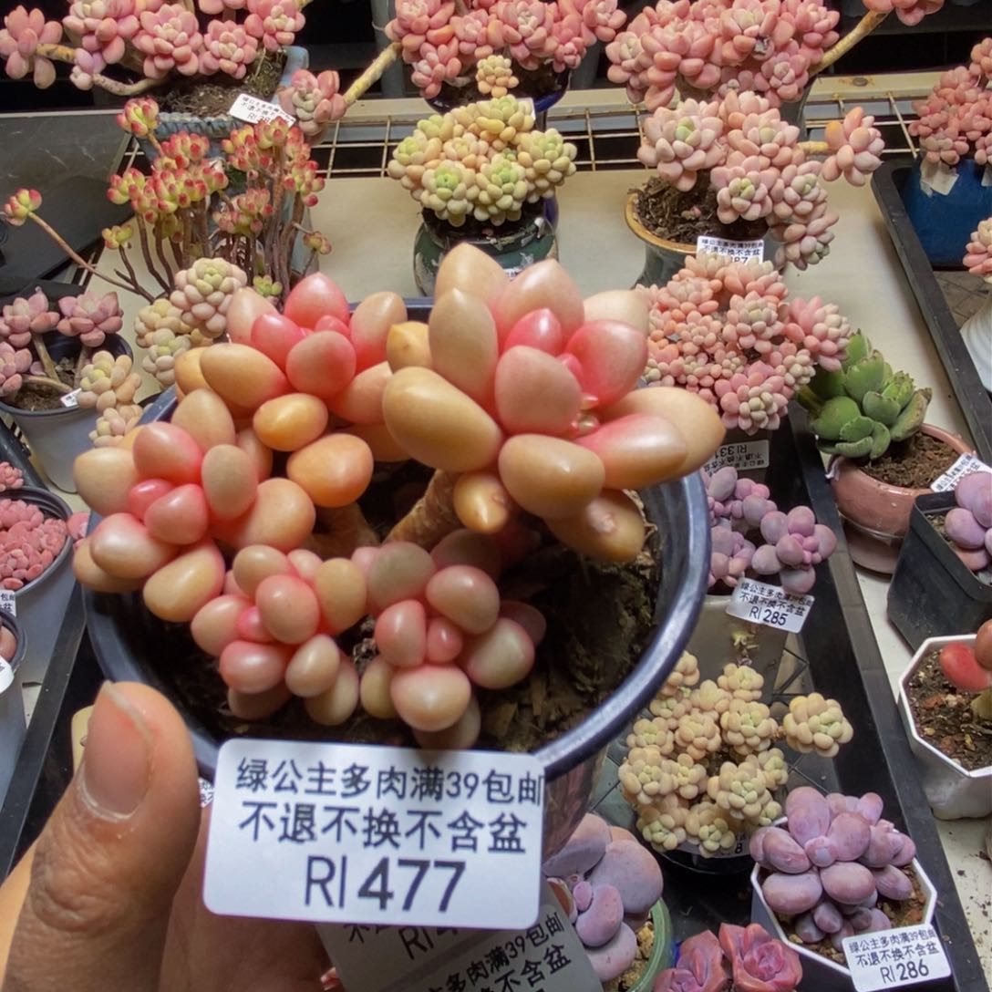 477先锋派多肉5c m