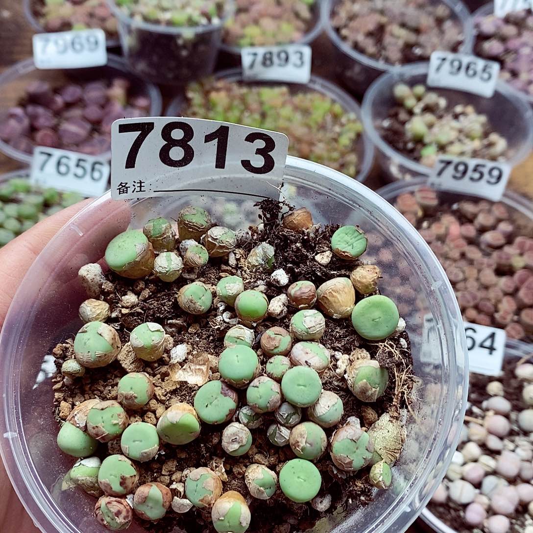 7813小红嘴啊啦啦