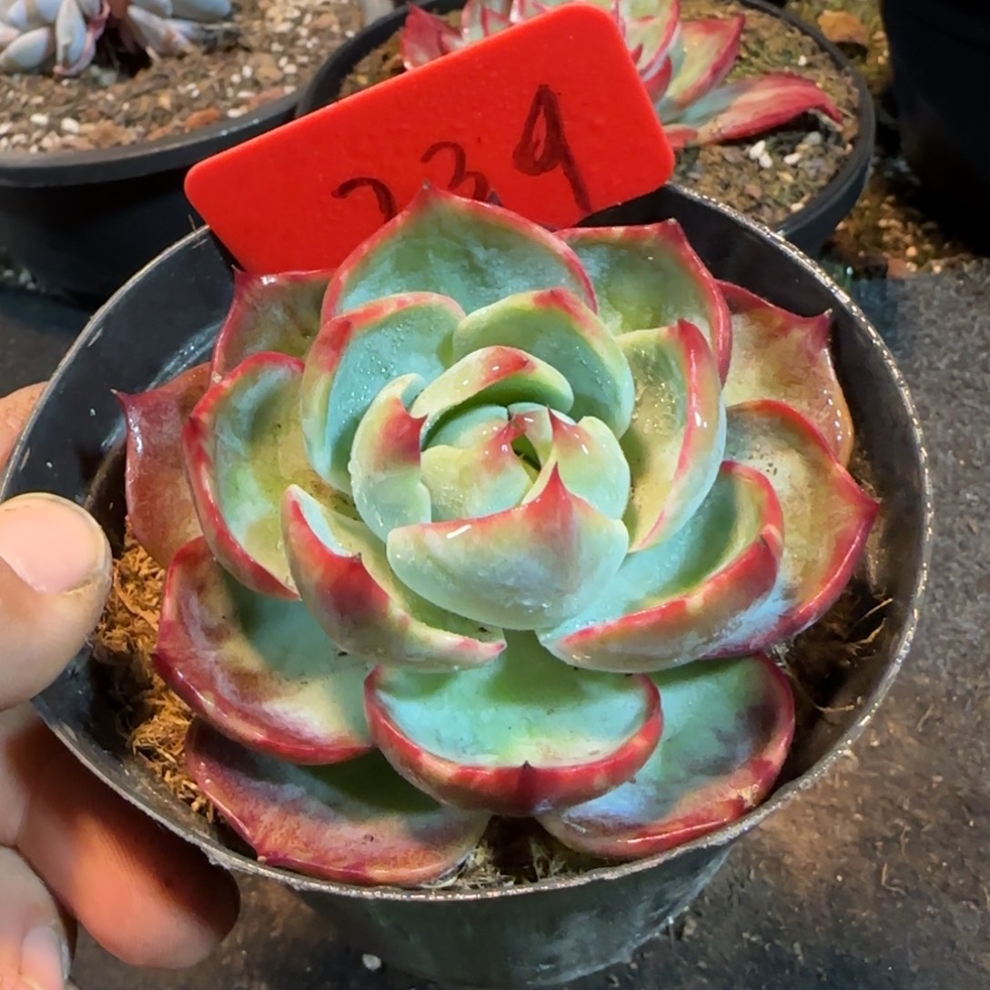 惊鸿一物一拍包装收缩花旱239