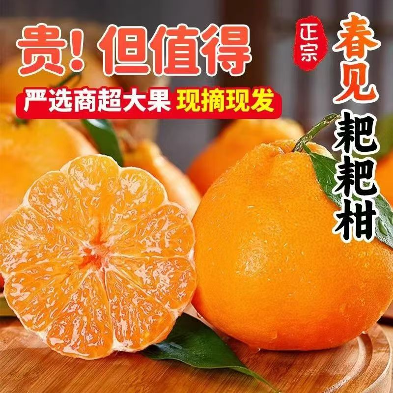 遇上果园a【XF专属】四川春见耙耙柑新鲜多汁橘子应季水果整箱包邮