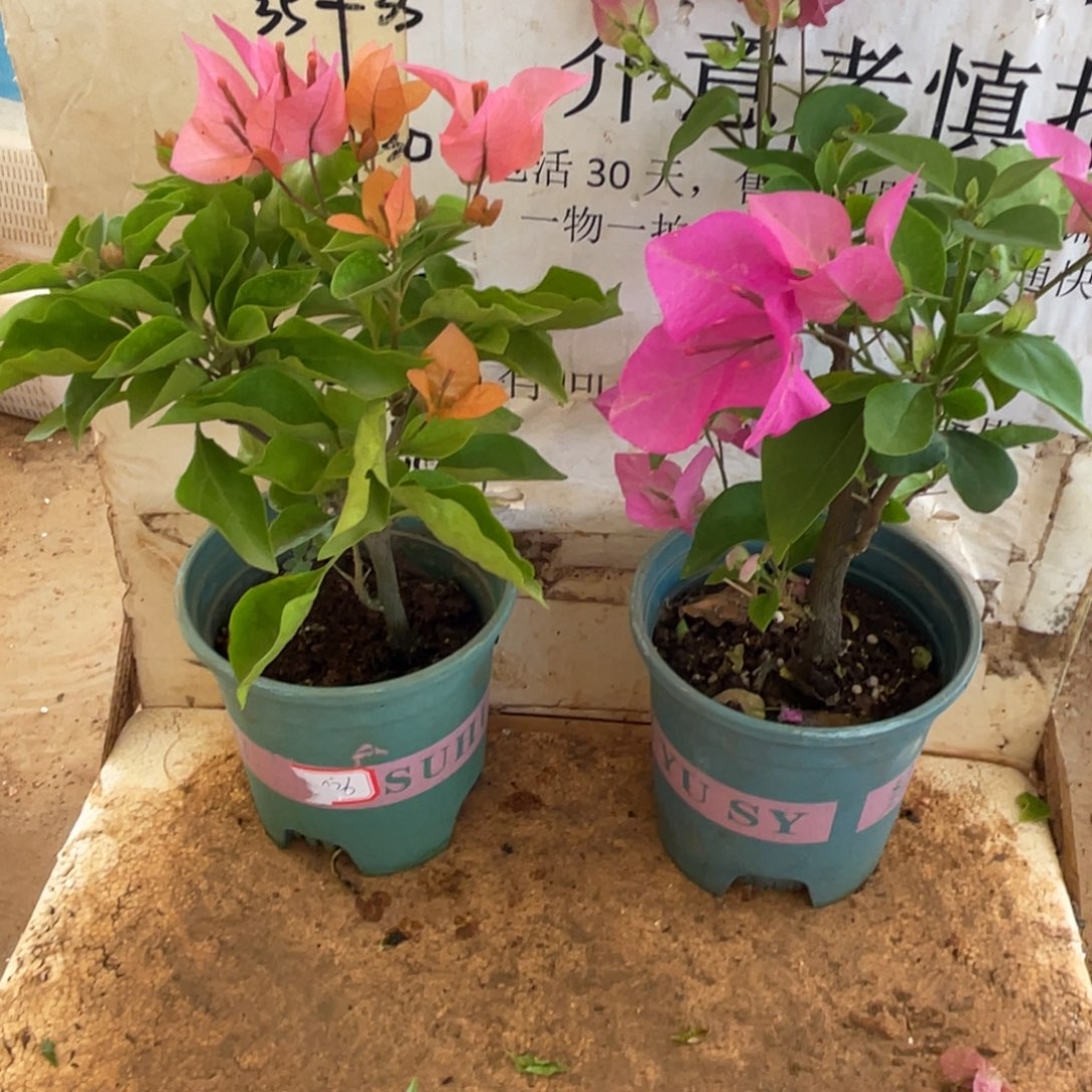 当前无花栽培后可以开花19h2