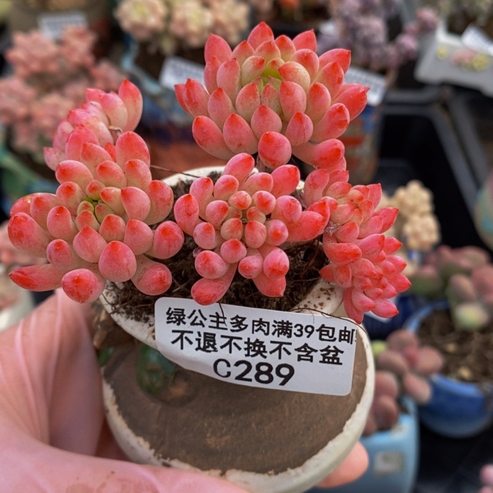 烟花6vm289多肉植物