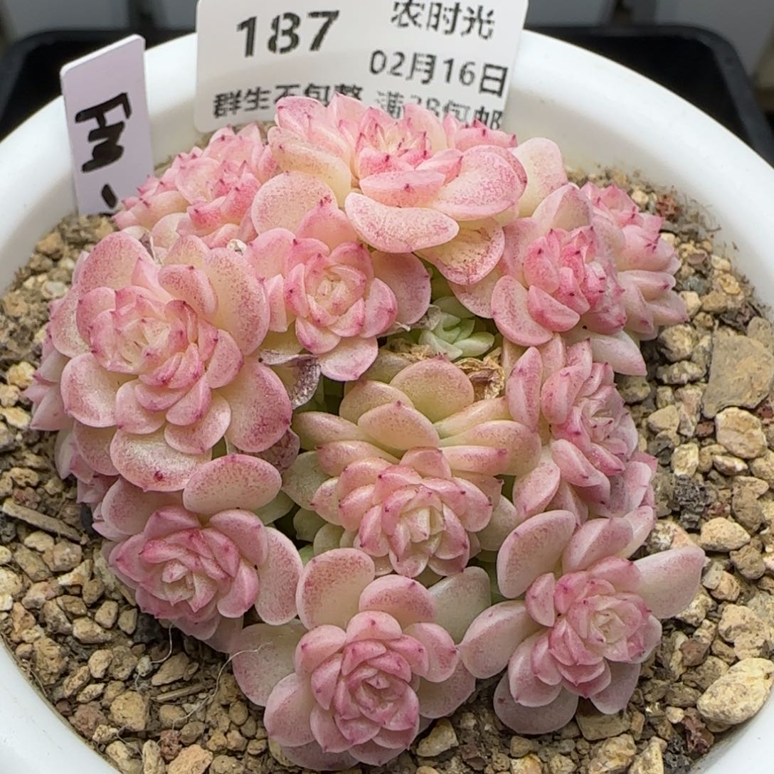 0216-187（FM-209）