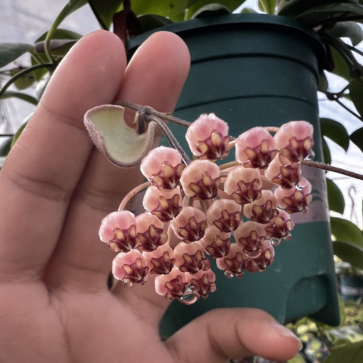 太行（蛋壳球兰 (Hoya Brevialata) 小叶片球兰勤花爆花款