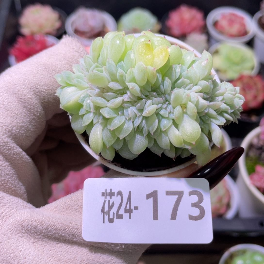 花利美24-173新品缀化