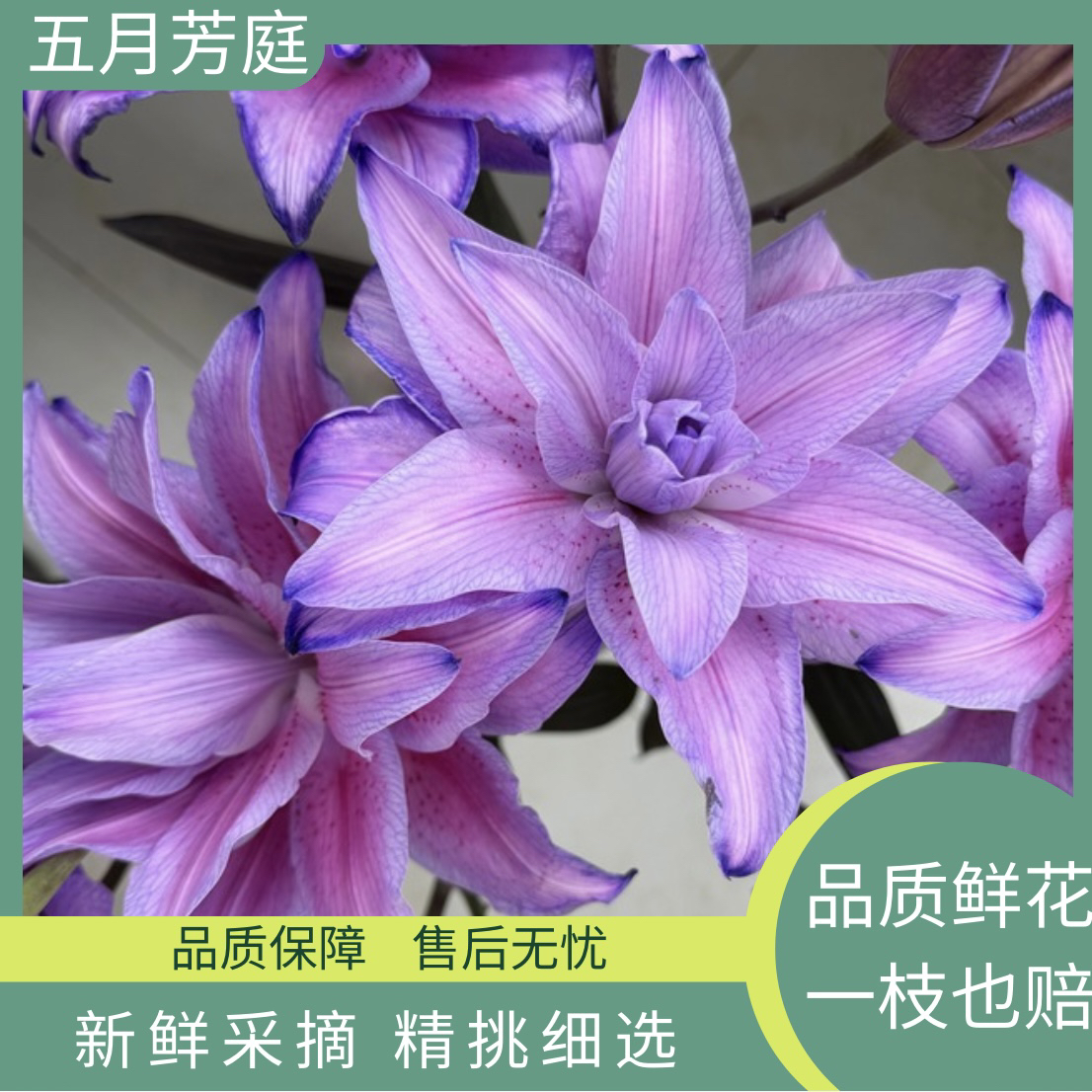 定制多头【紫精灵】暴风雪吸色重瓣百合-温柔浪漫-独特的粉紫色系