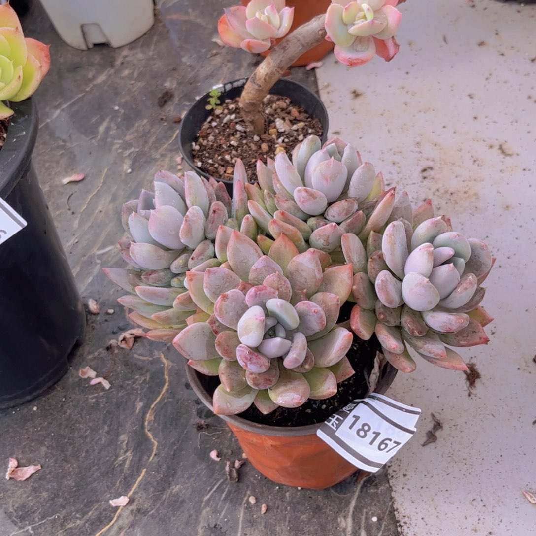 胖美人多肉植物18167