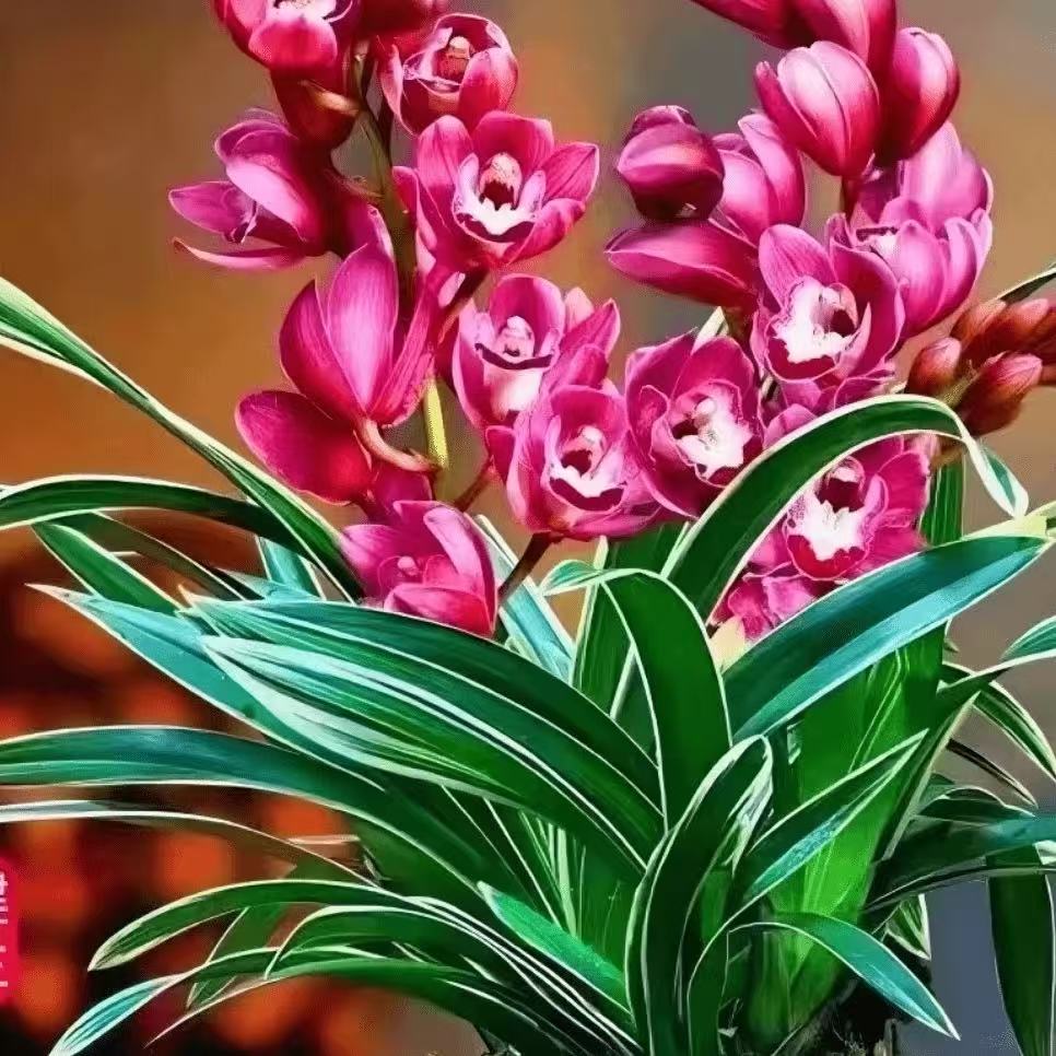 老种（中国龙）高端铭品花艺双全带金边建兰浓香好养绿植盆栽花卉