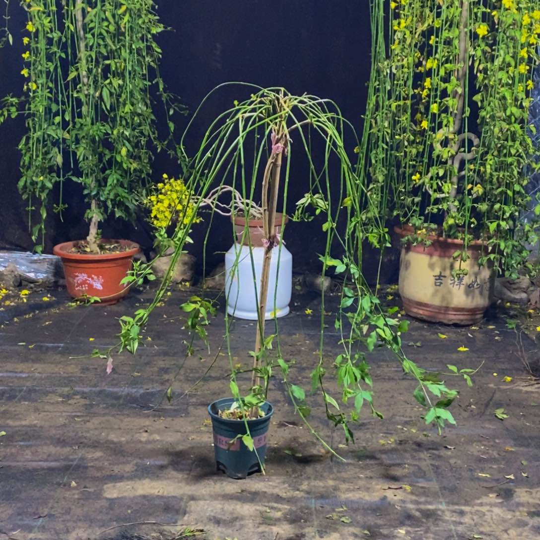 探春花，一物一拍