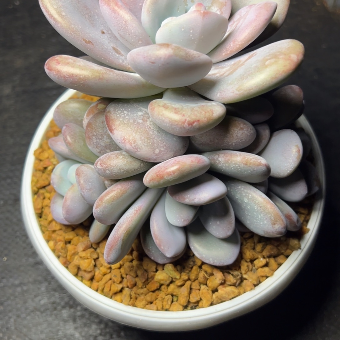 拉拉奶多肉植物25