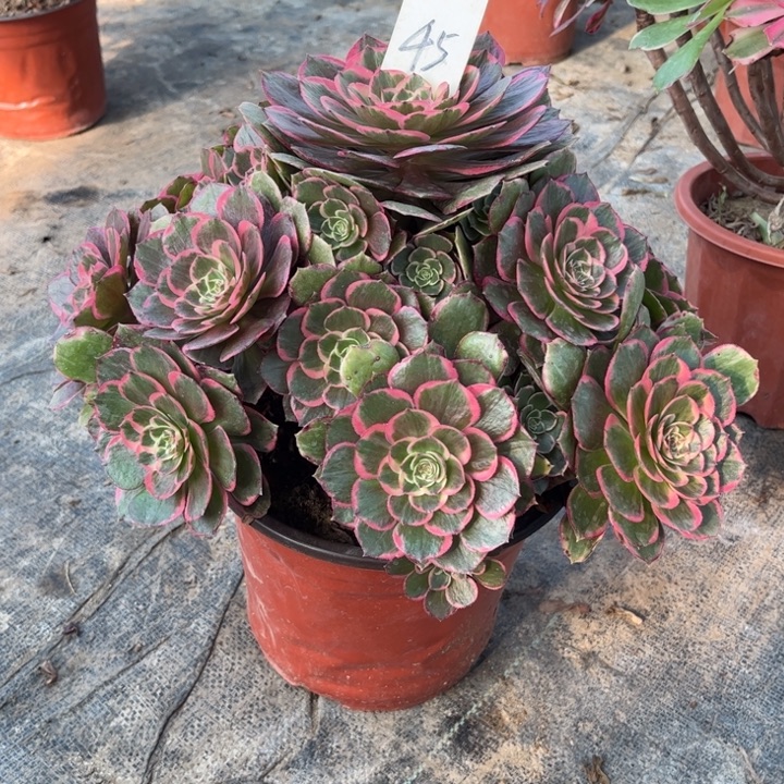 45粉花妖多肉一物一拍