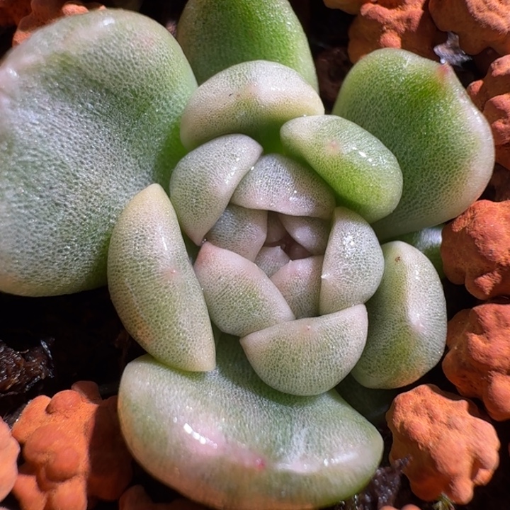 白恋锦多肉植物一物一拍