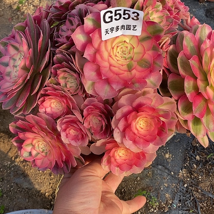 多肉植物倾城553多肉