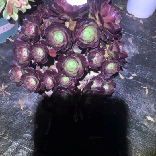 多肉植物黑骑士182
