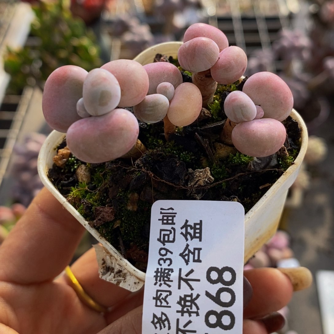 腰子桃蛋868/5c m