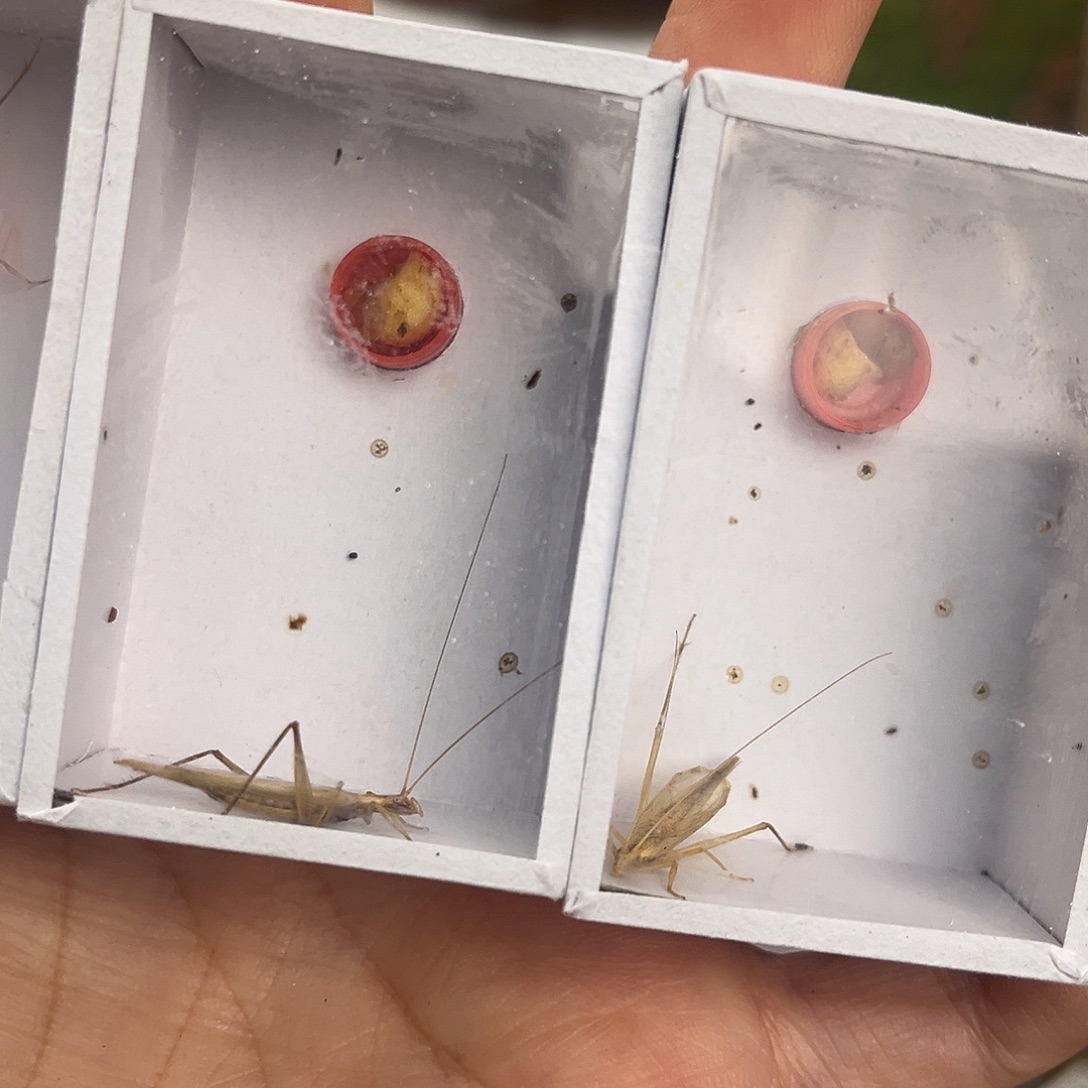 春***好3条柬竹哈哈哈哈哈哈