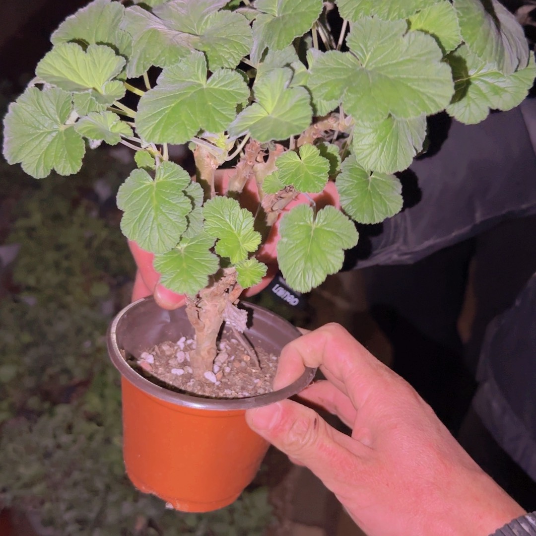 欧***阳块根植物块根植物