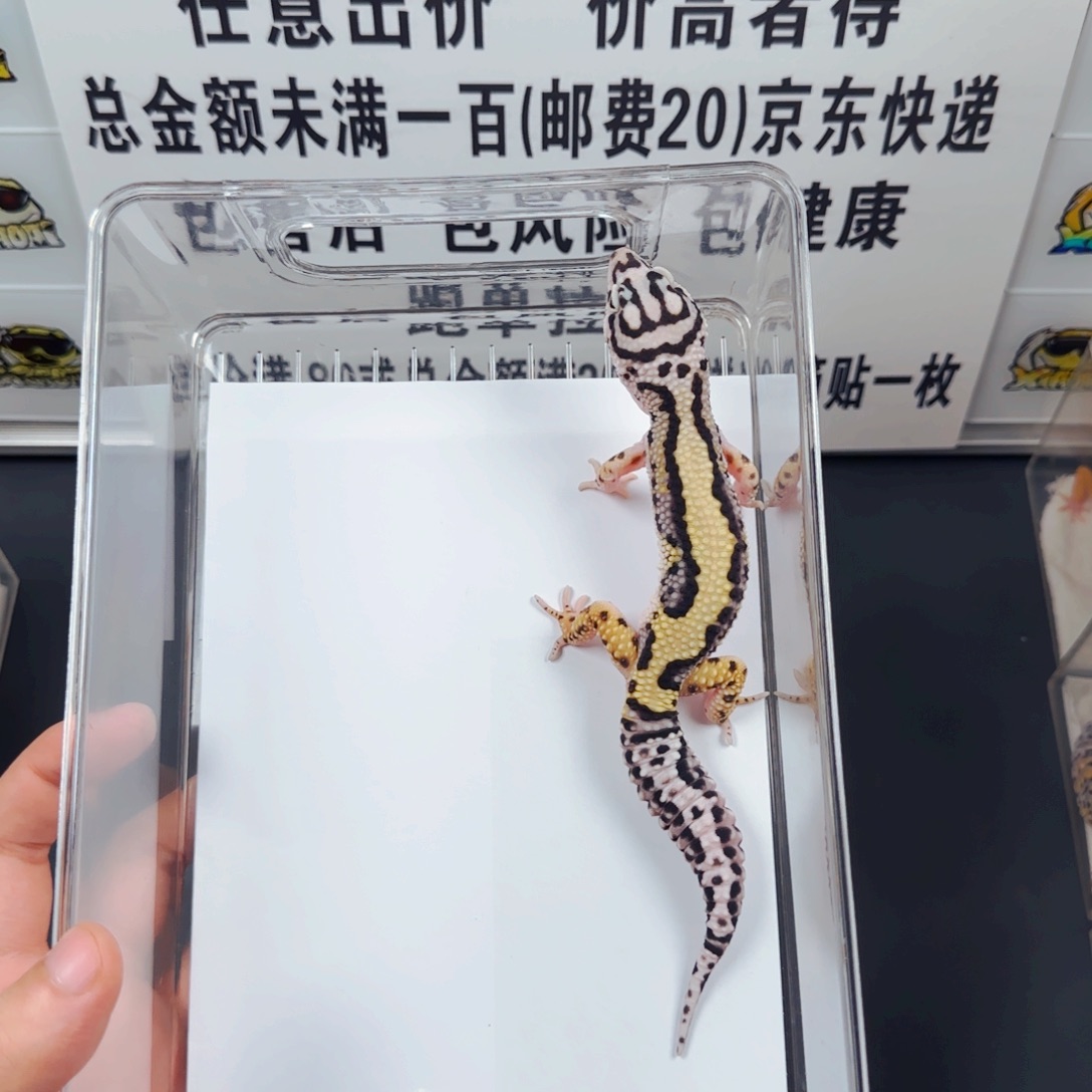 豹纹守宫豹纹守宫