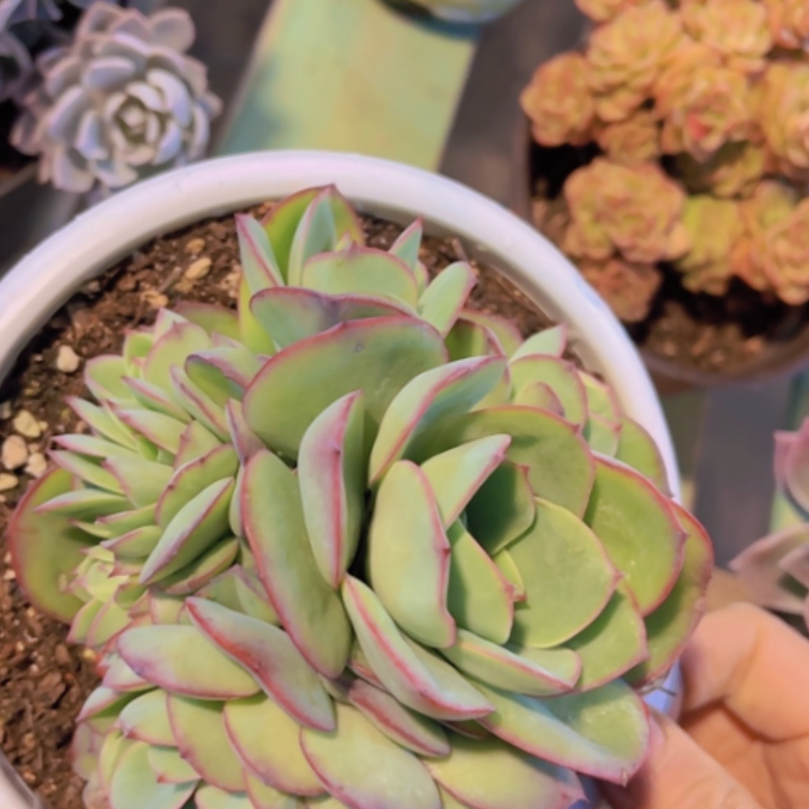 【闪购商品】牡丹亭缀24263