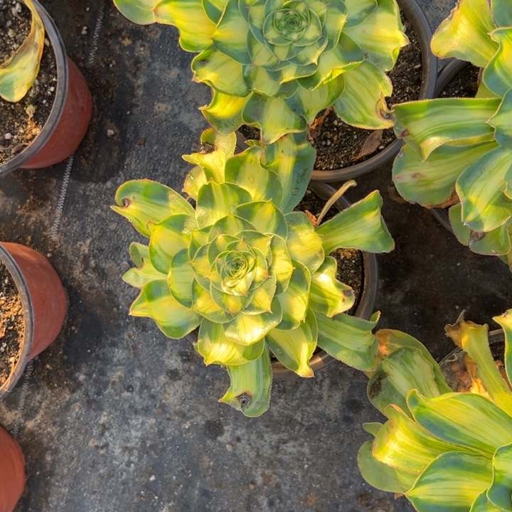 多肉植物暴军的一