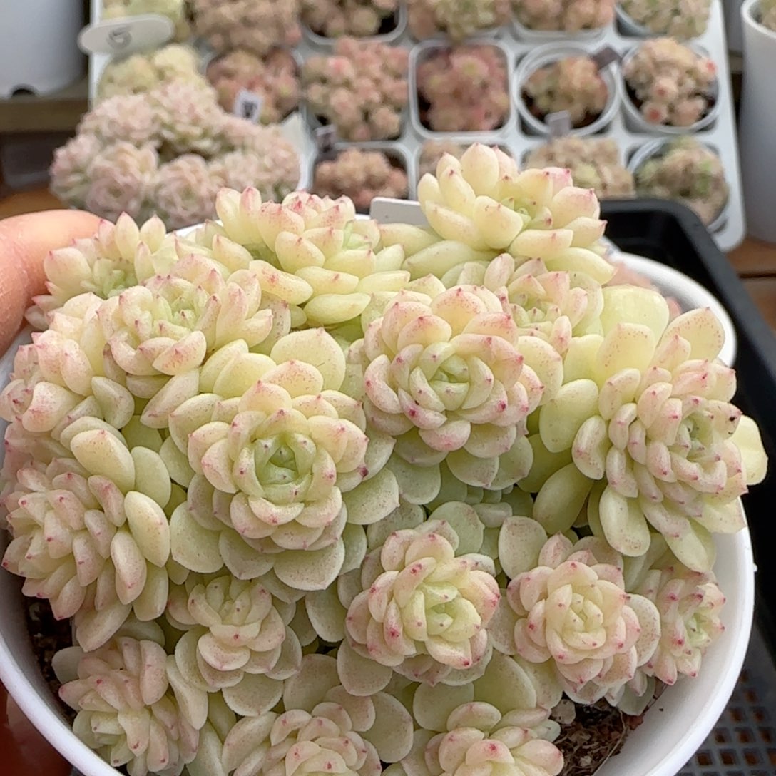 【闪购商品】0215-44（fm-169）