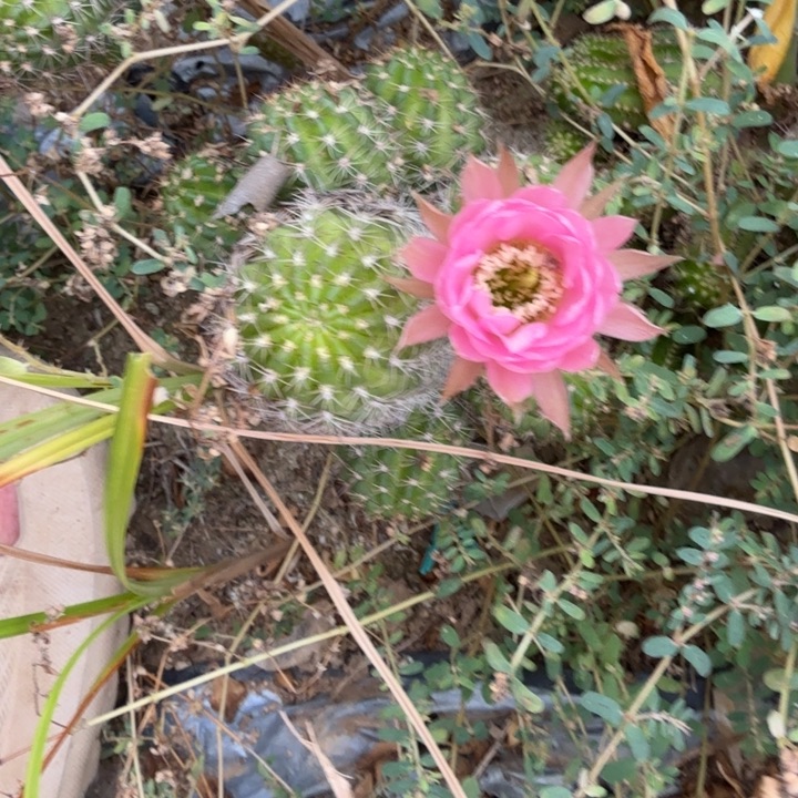 矮胖白檀724侧芽一个