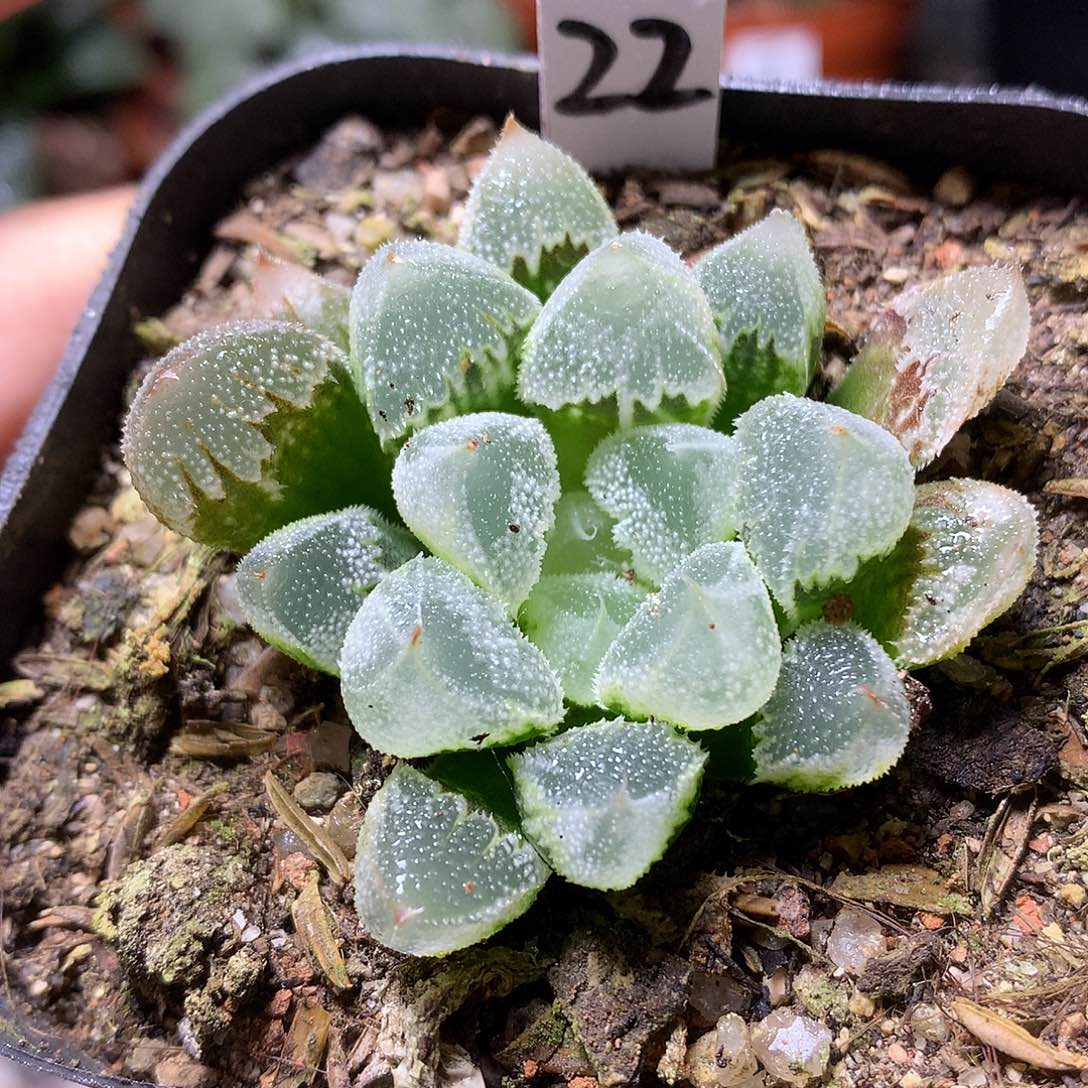 全窗白帝城带盆土发货jlu