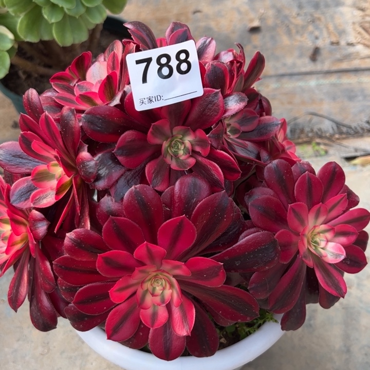 788美杜莎朵朵20厘米左右