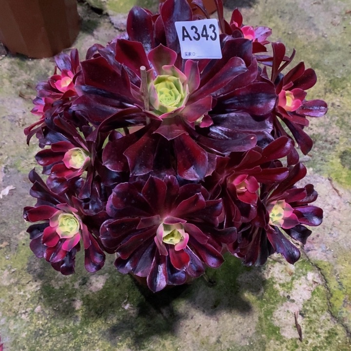 美杜莎多肉植物343