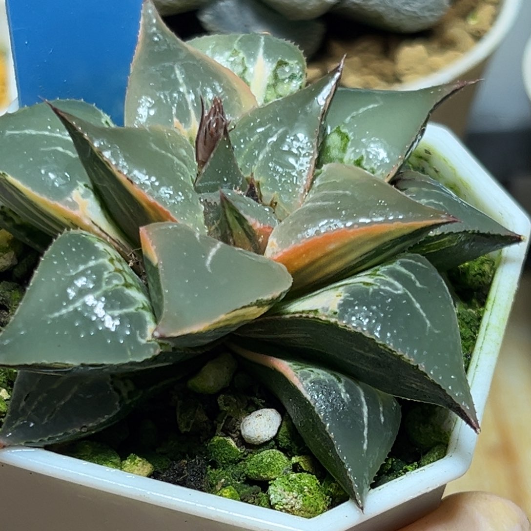 恭喜发财大吉大利713