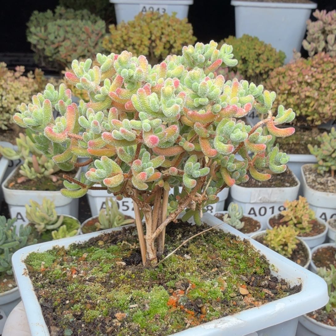 A093红冰晶特福利一颗