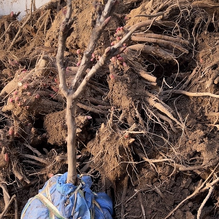 觉***醒完全开放中国红大颗